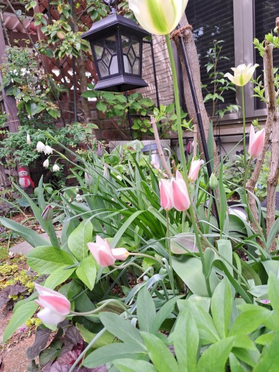 アメリカハナズオウ・シルバークラウドの株元