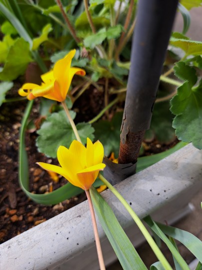 原種系チューリップ・