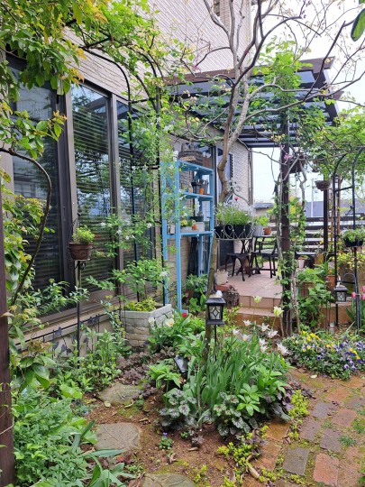 春の庭/アメリカハナズオウ・シルバークラウドの株下