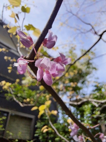 ハナズオウ・シルバークラウド