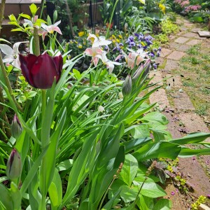 チューリップ・クインオブナイト/原種系チューリップ・レデイジェーン