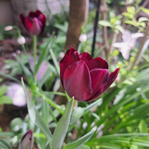 チューリップ・クインオブナイト