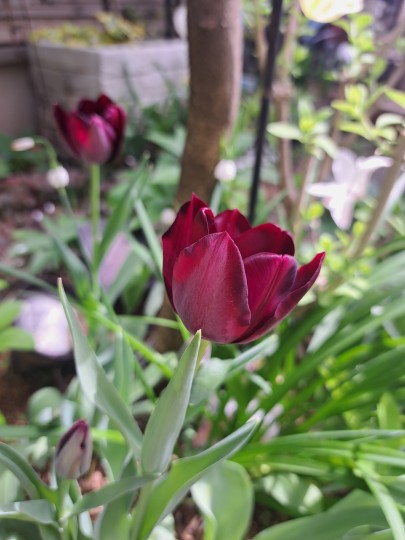 チューリップ・クインオブナイト