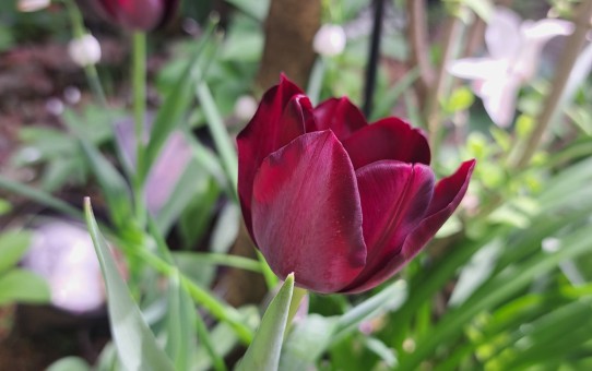 チューリップ・クインオブナイト