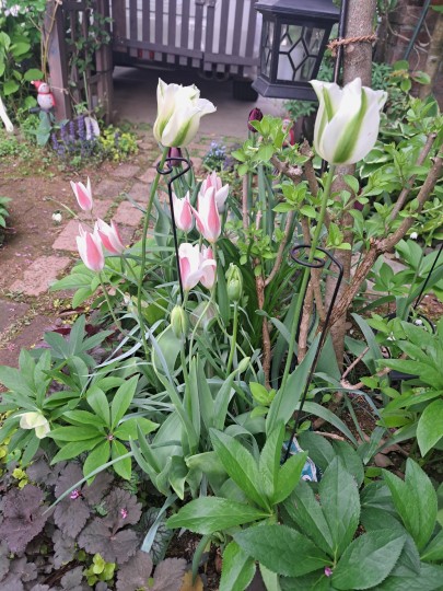 クリスマスローズ・sdミルキーグリーン