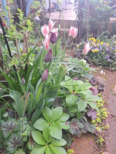 チューリップ・クインオブナイト