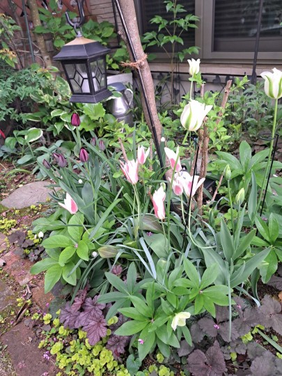 アメリカハナズオウ・シルバークラウドの株下