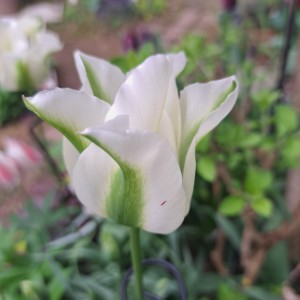 スプリンググリーン