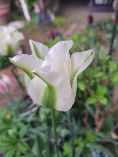 スプリンググリーン