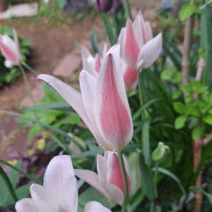 レデイジェーン