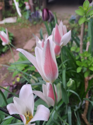 レデイジェーン