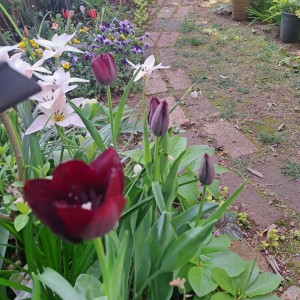 チューリップ・クインオブナイト/原種系チューリップ・レデイジェーン/チューリップ・スプリンググリーン