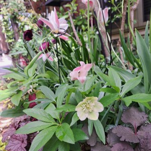 クリスマスローズ・sdミルキーグリーン