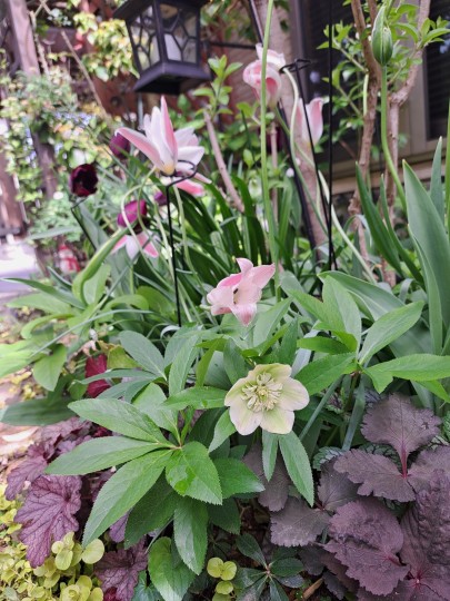 クリスマスローズ・ミルキーウェイ