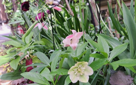 クリスマスローズ・sdミルキーグリーン