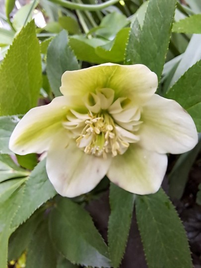 クリスマスローズ・sdミルキーグリーン