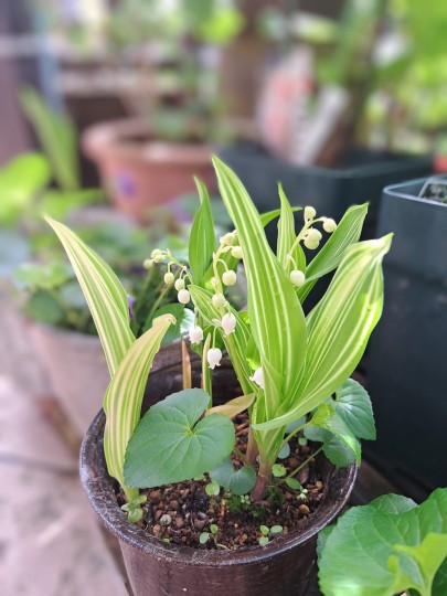 斑入りすずらん