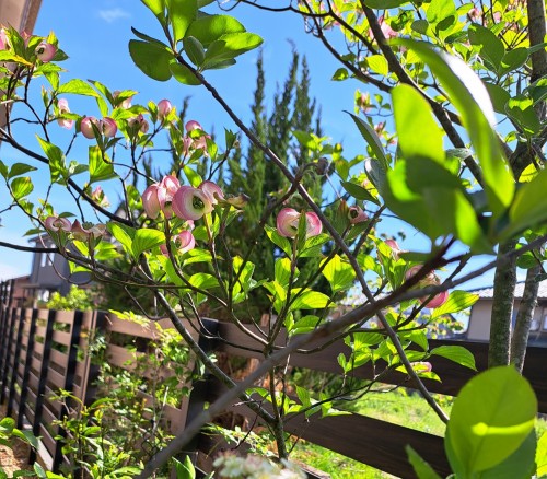 矮性のハナミズキ