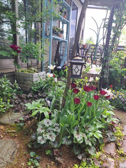 チューリップ・クインオブナイト