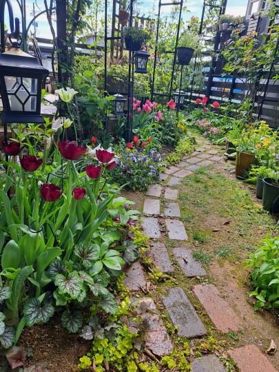 小道のある庭・庭に咲くチューリップ