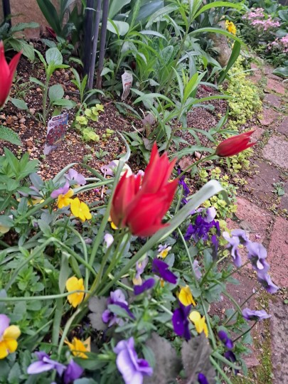 原種系チューリップ・レッドビューティ