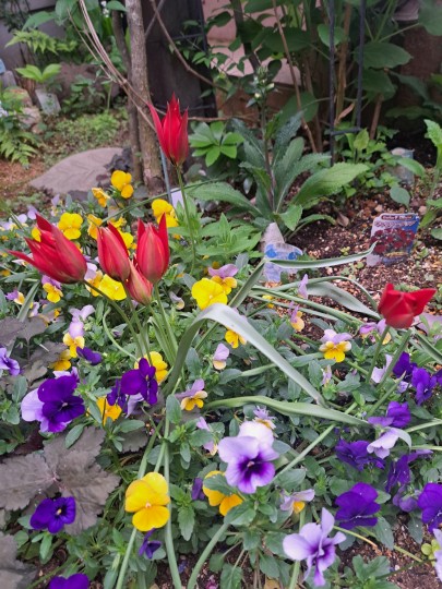 原種系チューリップ・レッドビューティ/ビオラ