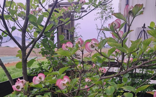 矮性のハナミズキ