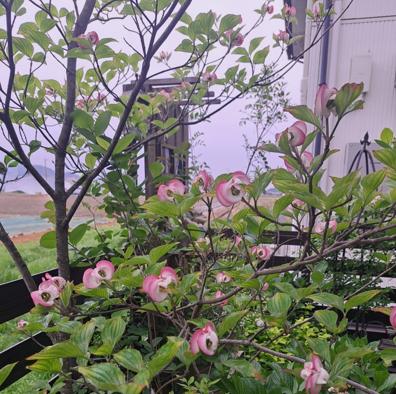 矮性のハナミズキ