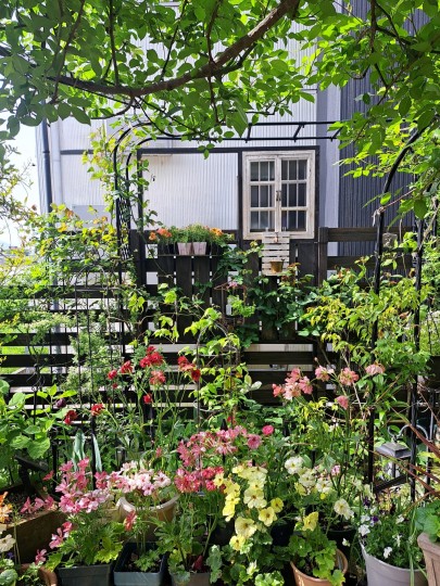 ラナンキュラスラックスラックス