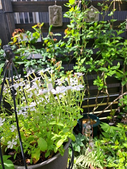 シレネ・ホワイトパンサー