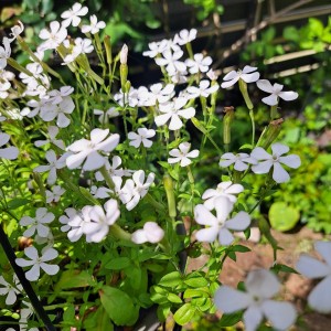 シレネ・ホワイトパンサー