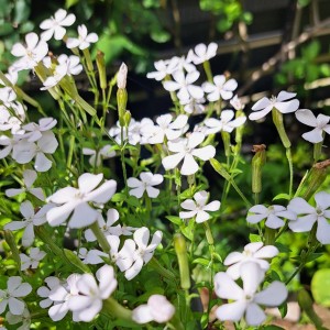 シレネ・ホワイトパンサー