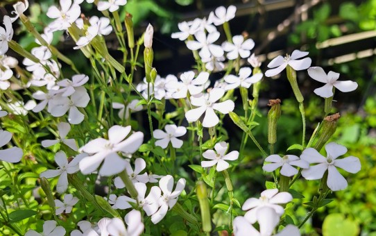 シレネ・ホワイトパンサー