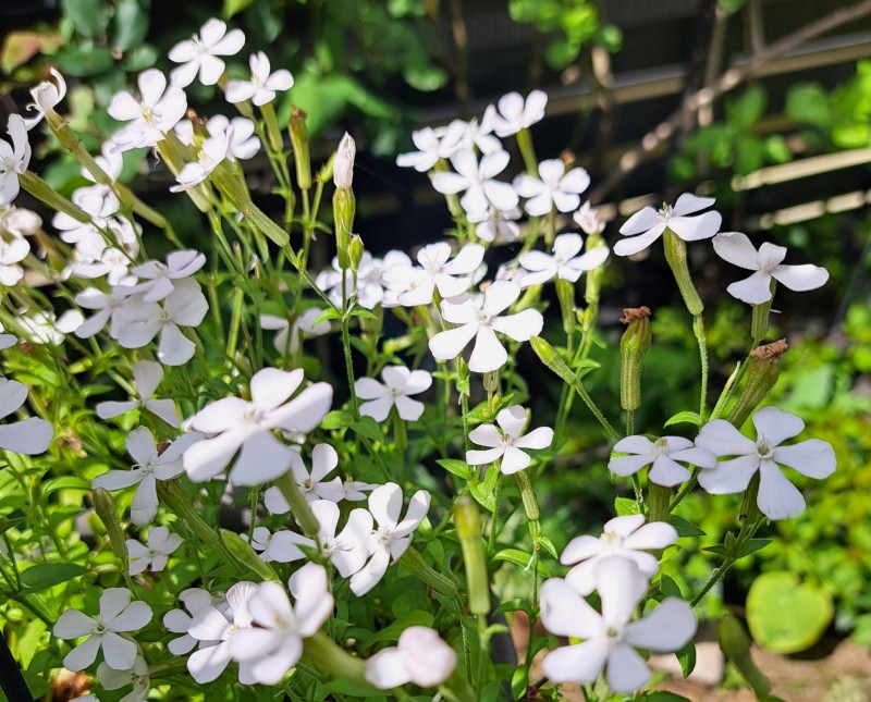 シレネ・ホワイトパンサー