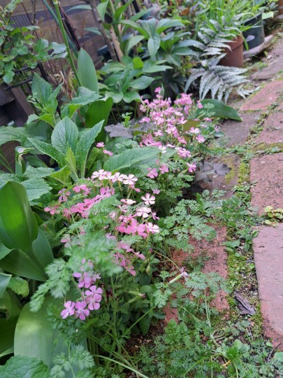 シレネ・ホワイトパンサー/オルラヤ/シダ