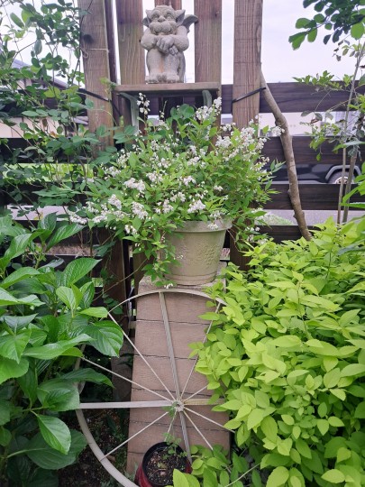 姫ウツギ/紫陽花ダンスパーティ/