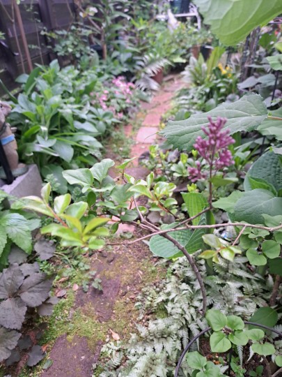 庭の小道/姫ライラック