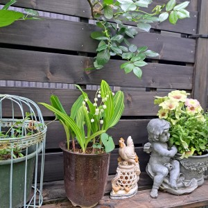 4月の庭/斑入りすずらん