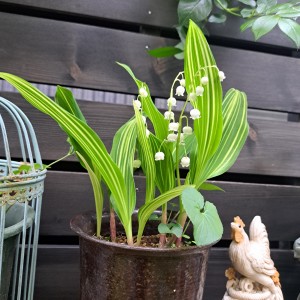 斑入りすずらん