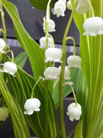 斑入りすずらんの花