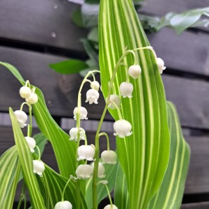 斑入りすずらん