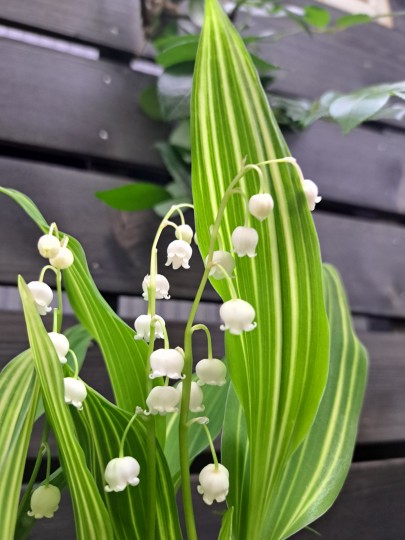 斑入りすずらん