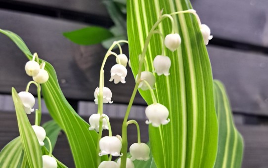 斑入りすずらん