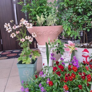 チューリップスプ・リンググリーン