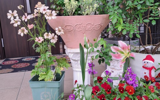 チューリップスプ・リンググリーン