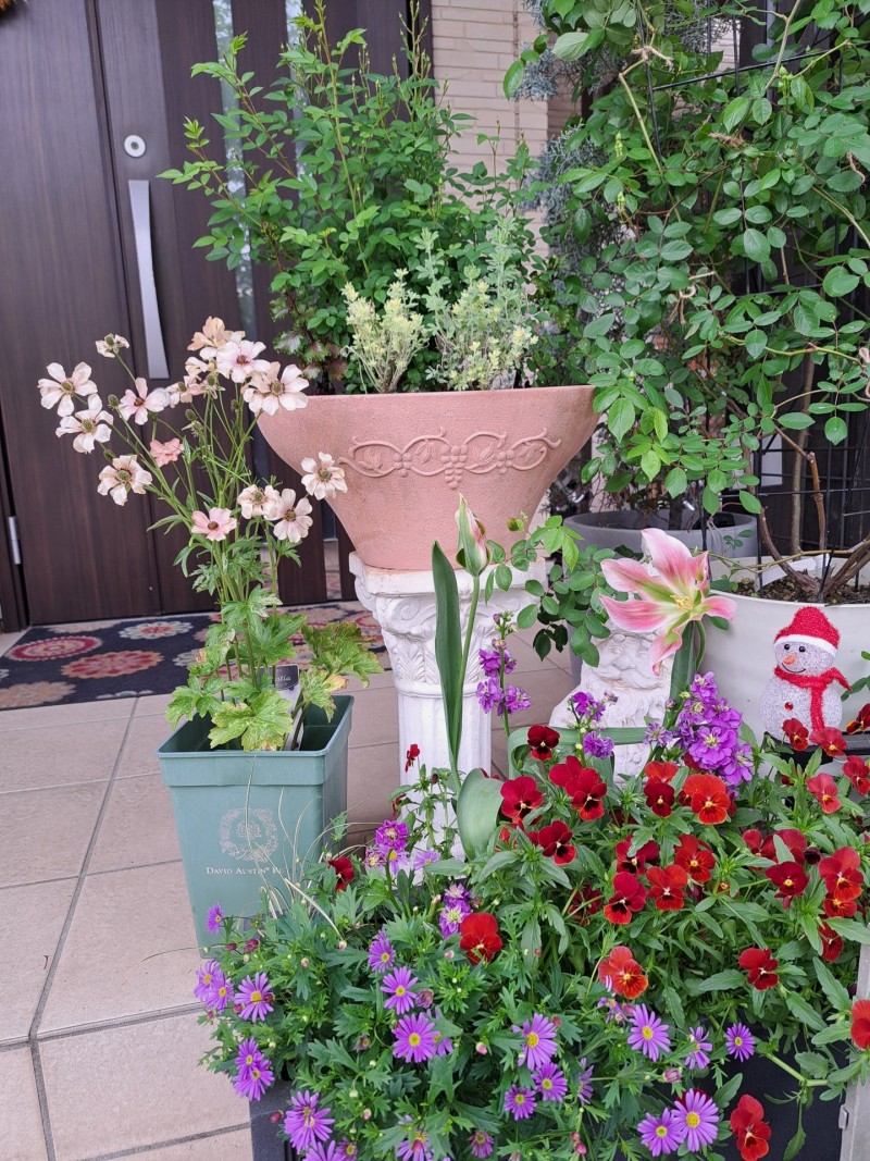 チューリップスプ・リンググリーン