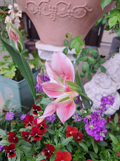 チューリップスプ・リンググリーン