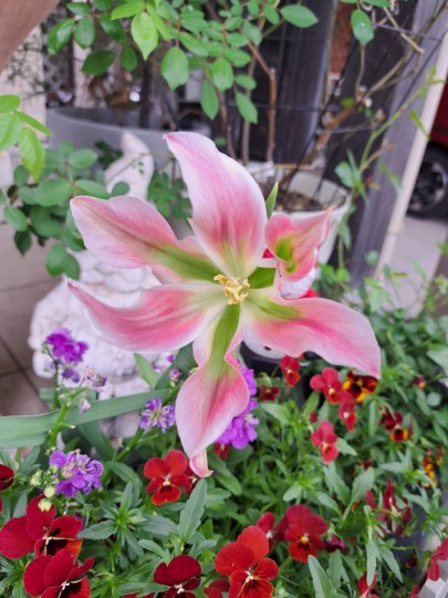 チューリップスプ・リンググリーン/ぴ