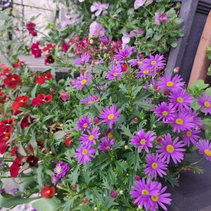 フロントガーデンのお花