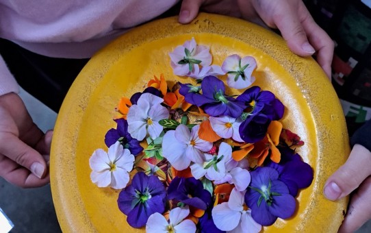 孫っちがの花遊び